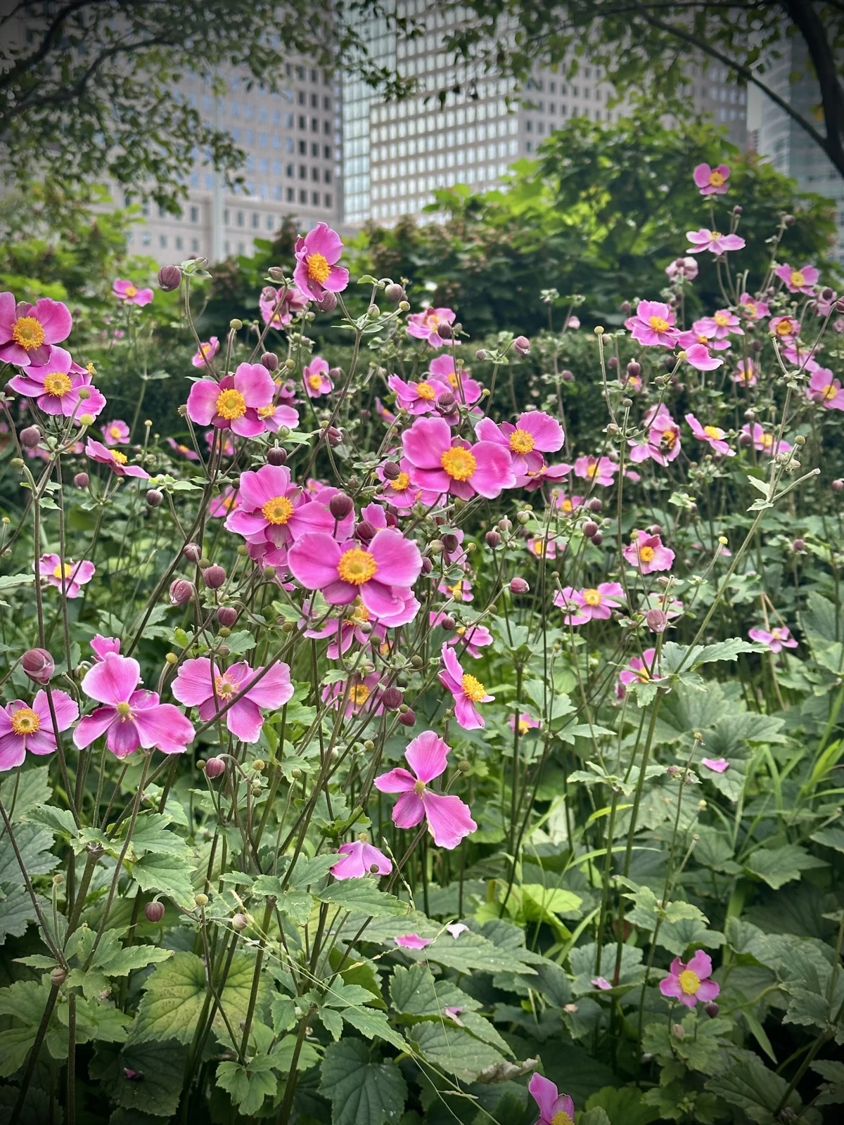 Pink flowers with golden centers in a lush garden bed, with office towers behind the trees