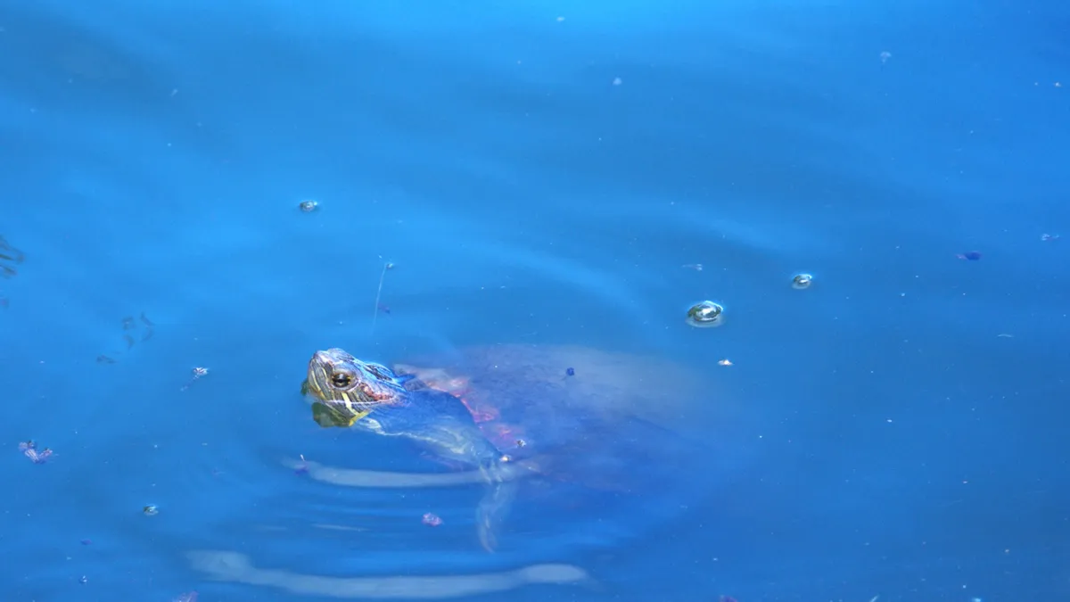 A red-eared slider turtle lifting its striped head above blue pond water